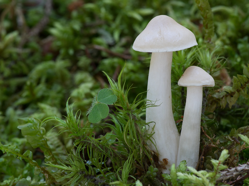 Tricholoma inamoenum